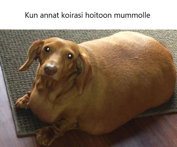 Kun annat koirasi hoitoon mummolle (kuva erittäin isokokoisesta koirasta) Kun annat koirasi hoitoon mummolle (kuva erittäin isokokoisesta koirasta)